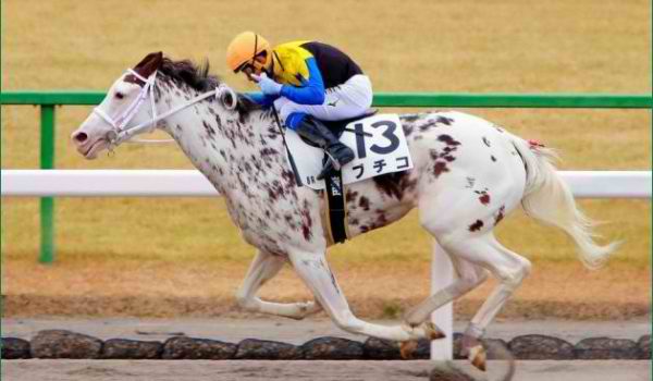 Racehorse Rummy
