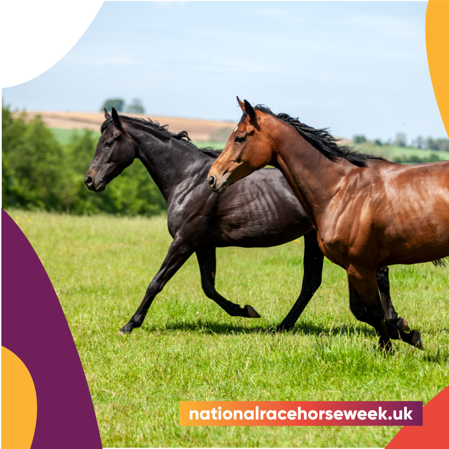 National Racehorse Week Book Your Place Now! Great British Racing