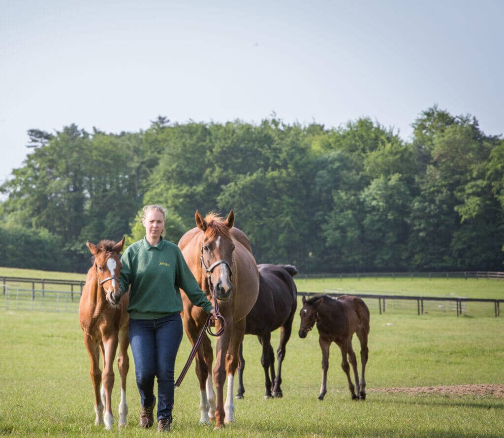 Newsells Stud National Racehorse Week