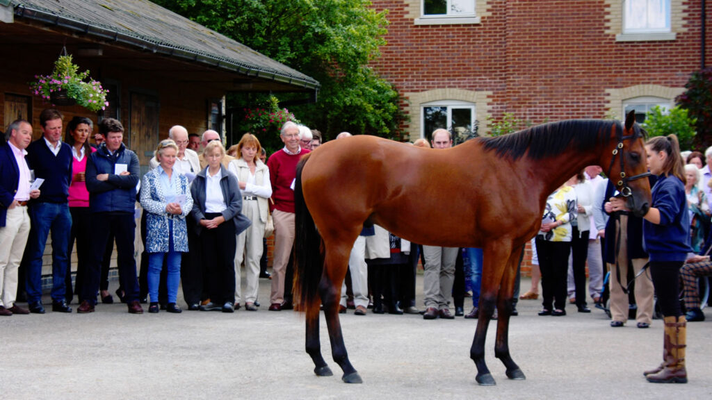 Mildmay Stud National Racehorse Week