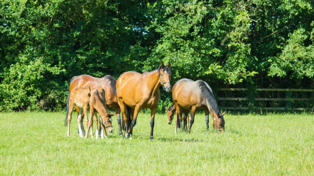 New England Stud National Racehorse Week